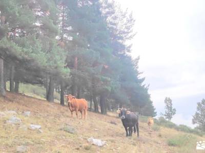 GastroRuta - Loma de Enmedio alrededor del Pico de Bañaderos; el bosque sierra madrid fotos de ermit